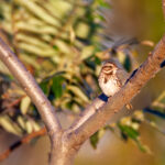 3D开奖2025074期最新结果公布,中奖号码已揭晓 42h915nd